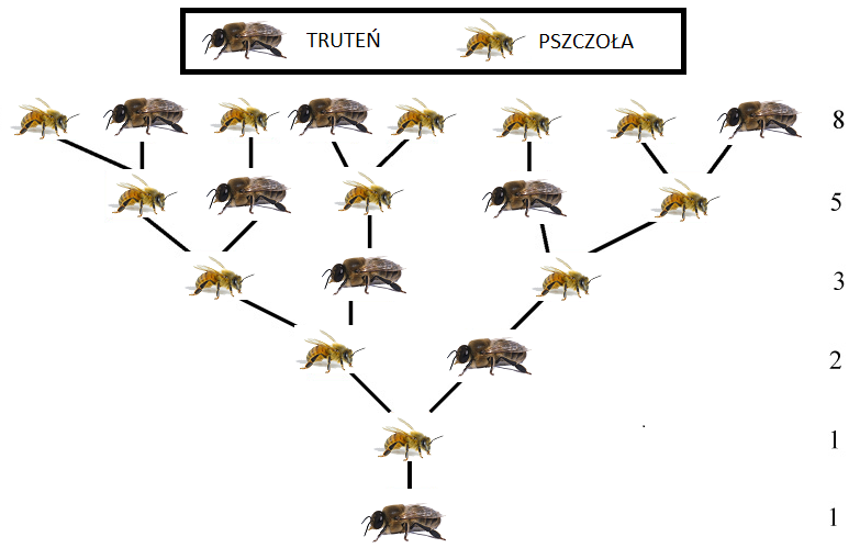 Ilustracja przedstawiająca schemat opisujący liczbę przodków pojedynczego trutnia w roju pszczół.