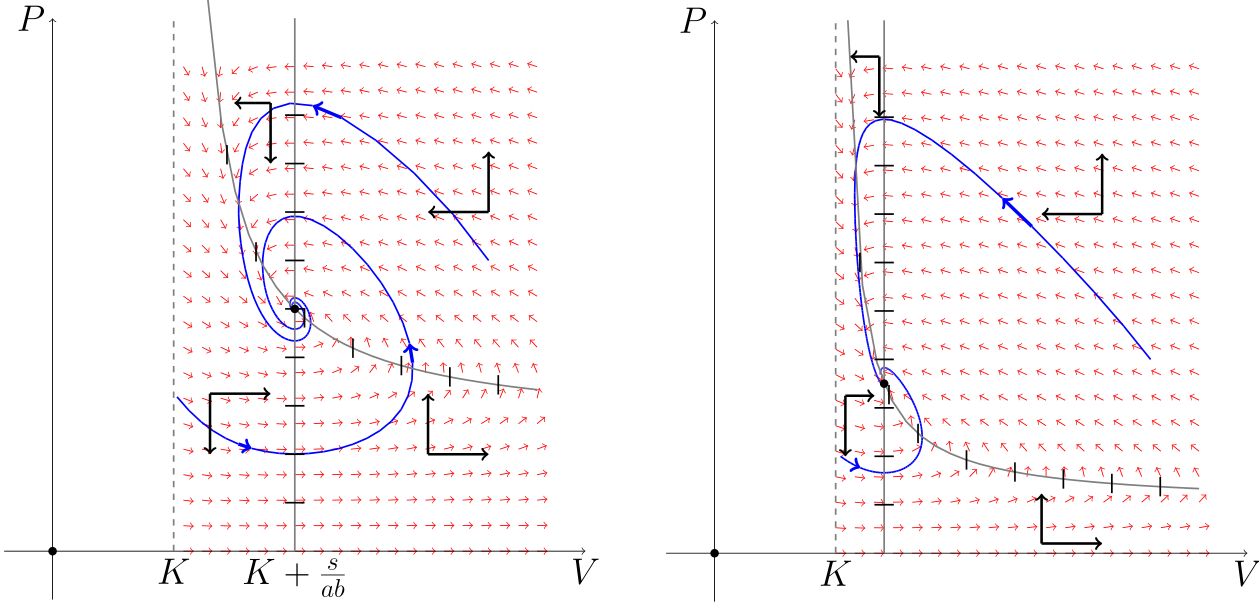 Portret fazowy układu~\eqref{LV-kryj} wraz z przykładowymi krzywymi fazowymi.