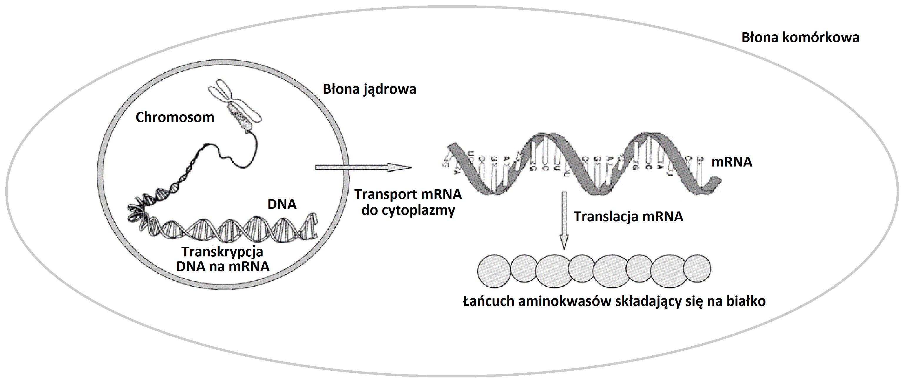 Uproszczony schemat ekspresji białka ({\em Źródło: http://pmj.bmj.com/}).